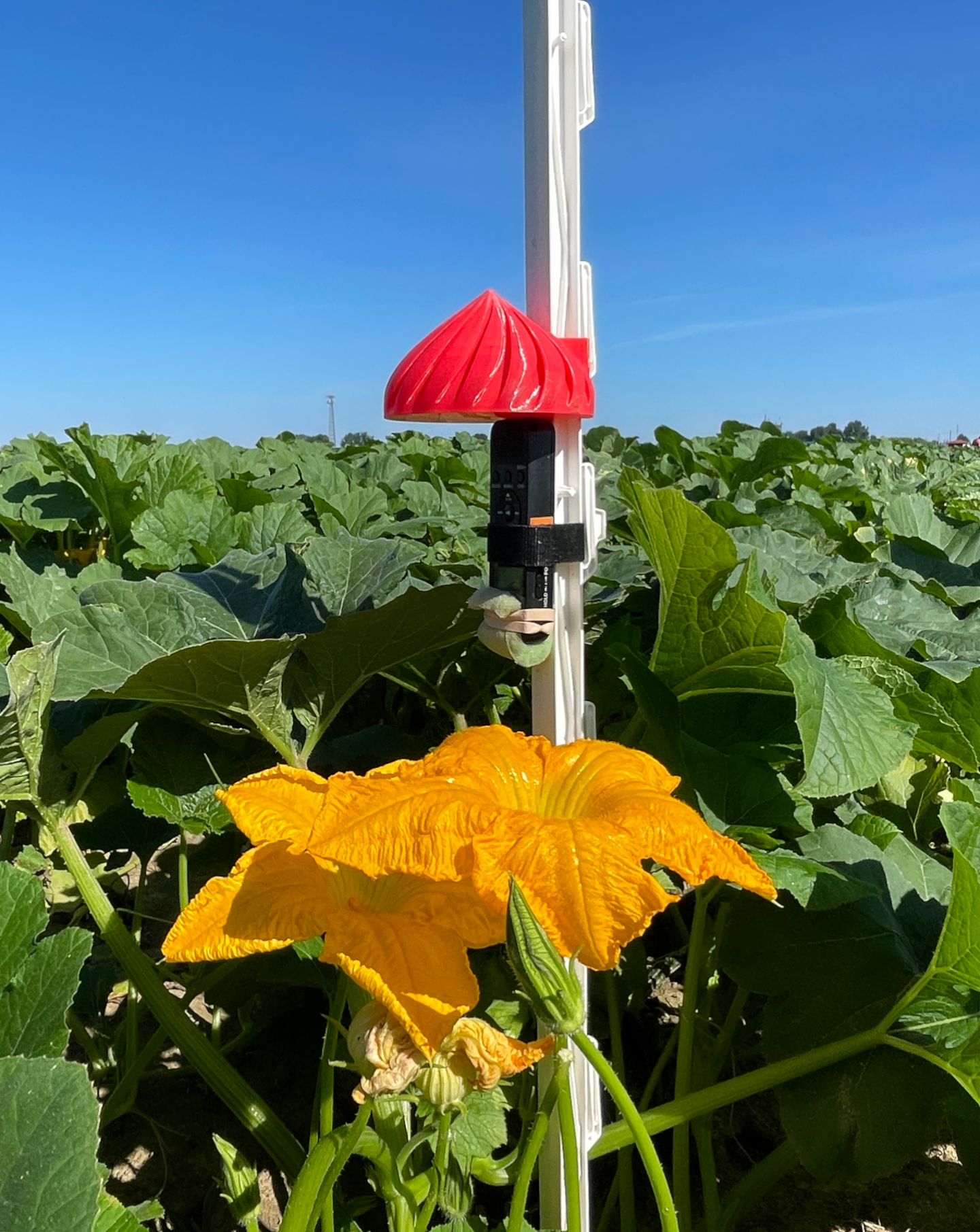 One of our intrepid recorders deployed above a pumpkin flower.